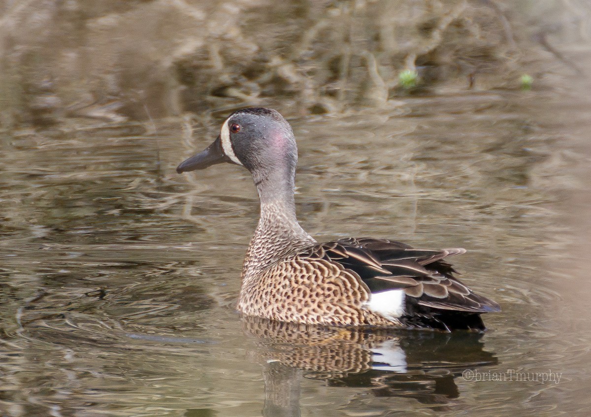 Blue-winged Teal - ML92108671