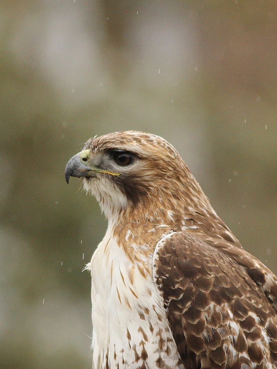 Red-tailed Hawk - Mike Lee