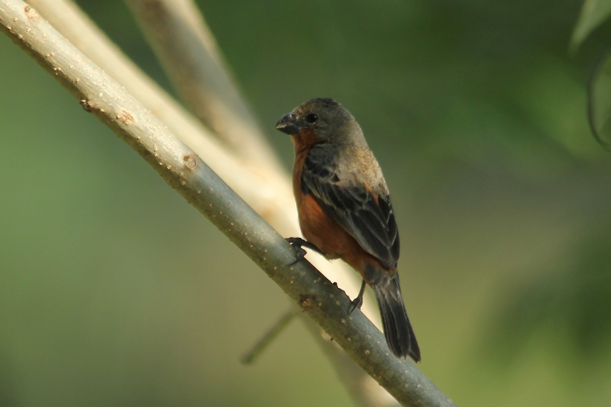 Ruddy-breasted Seedeater - ML92112351