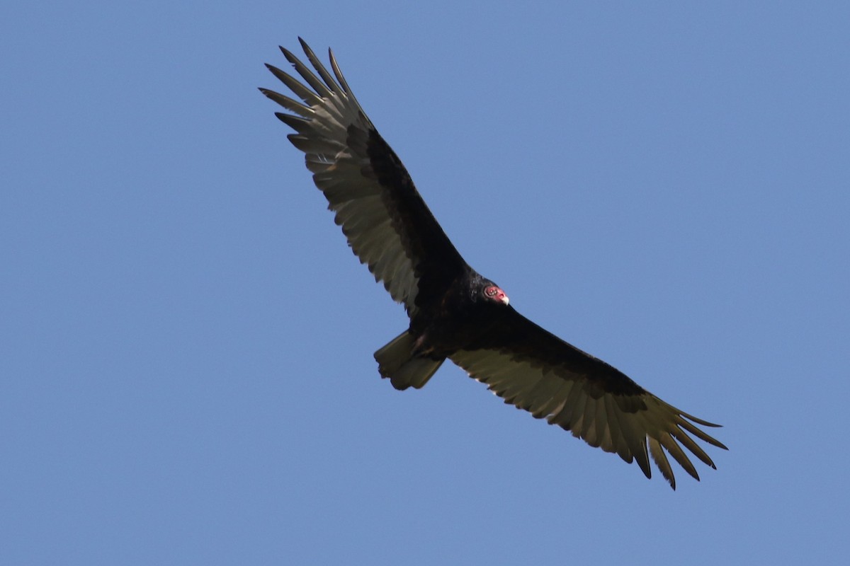 Turkey Vulture - ML92114901