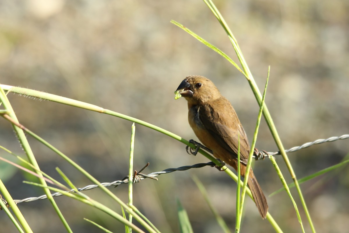 Thick-billed Seed-Finch - kenneth reyes