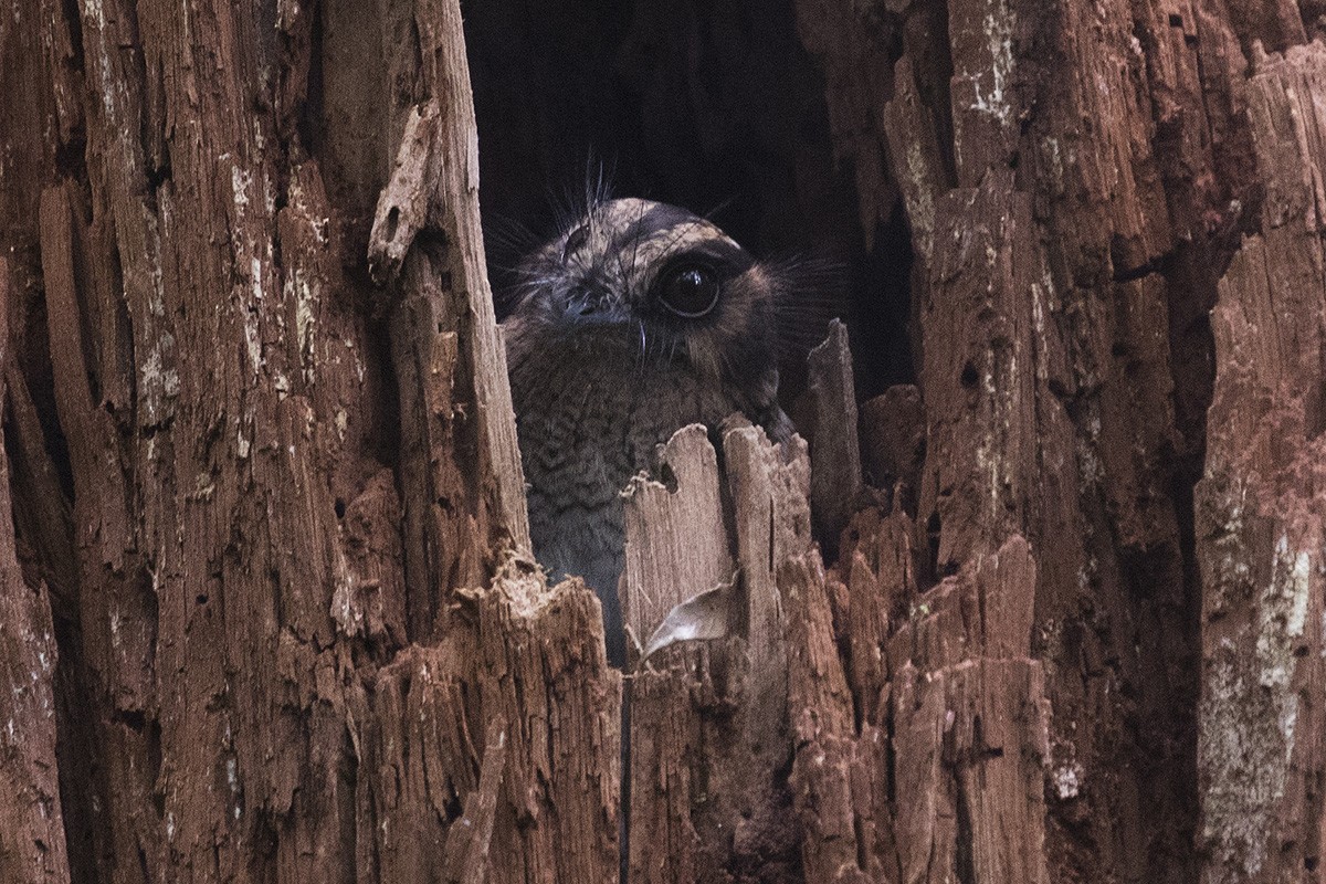 Vogelkop Owlet-nightjar - Tony Palliser