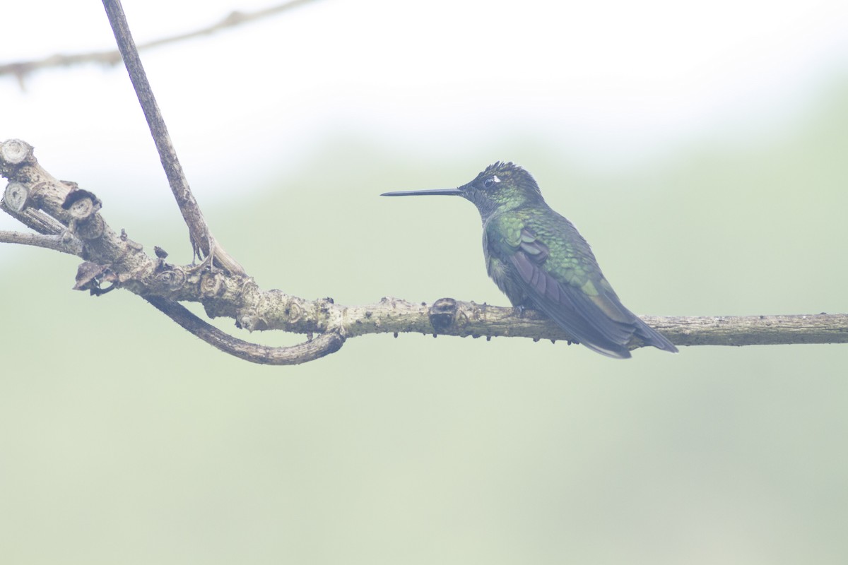 Talamanca Hummingbird - Thomas Barbin
