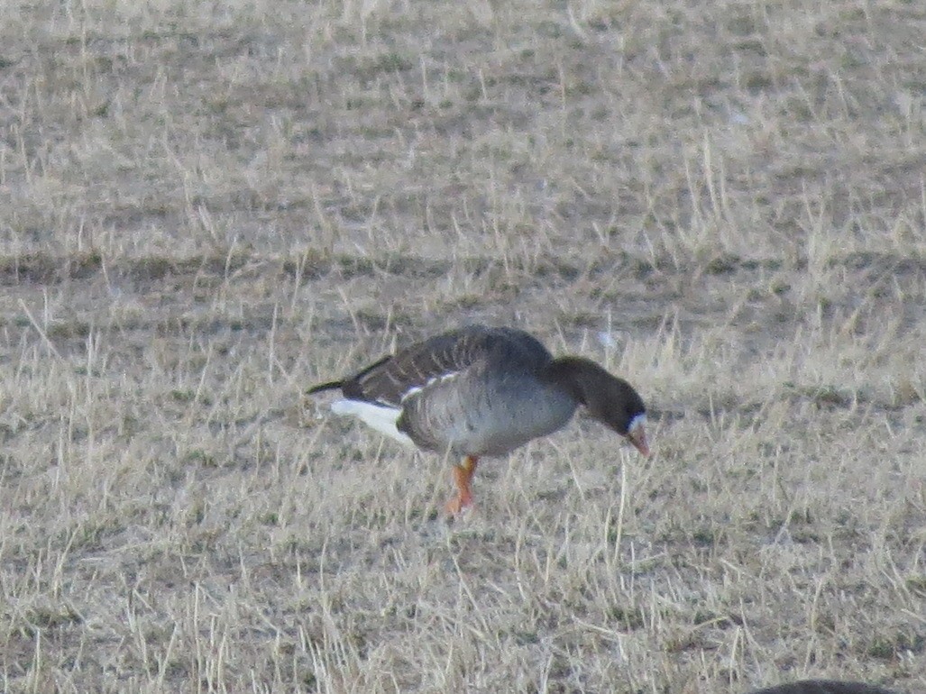 Greater White-fronted Goose - ML92122031