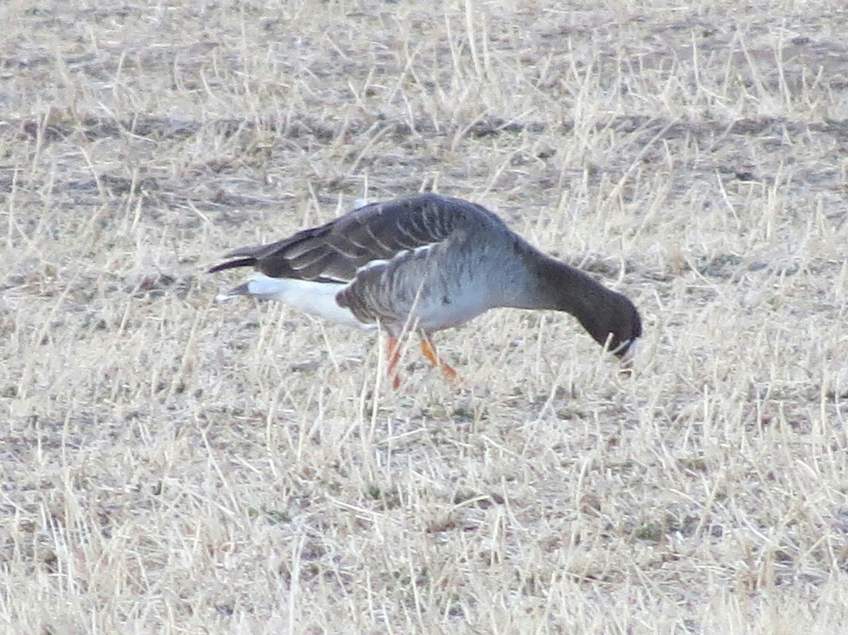 Greater White-fronted Goose - ML92122051