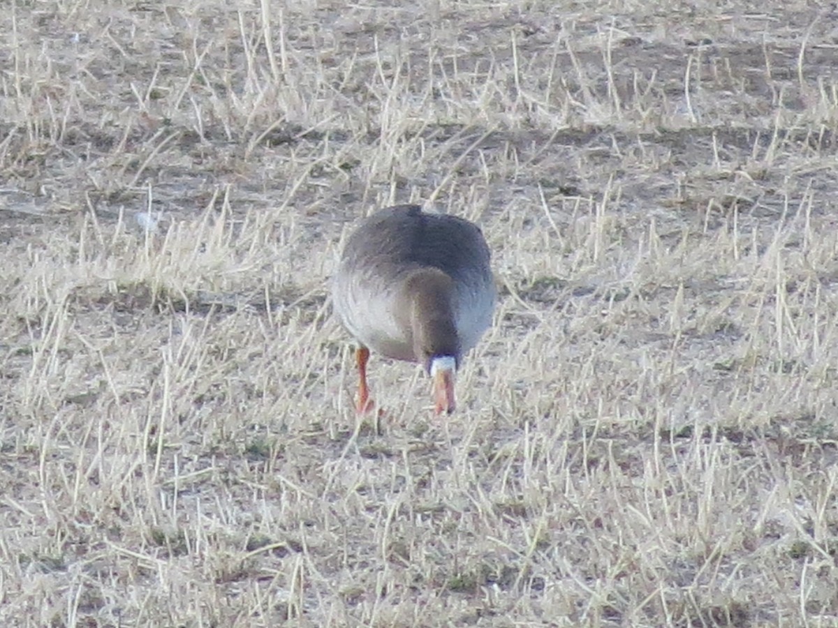 Greater White-fronted Goose - ML92122071
