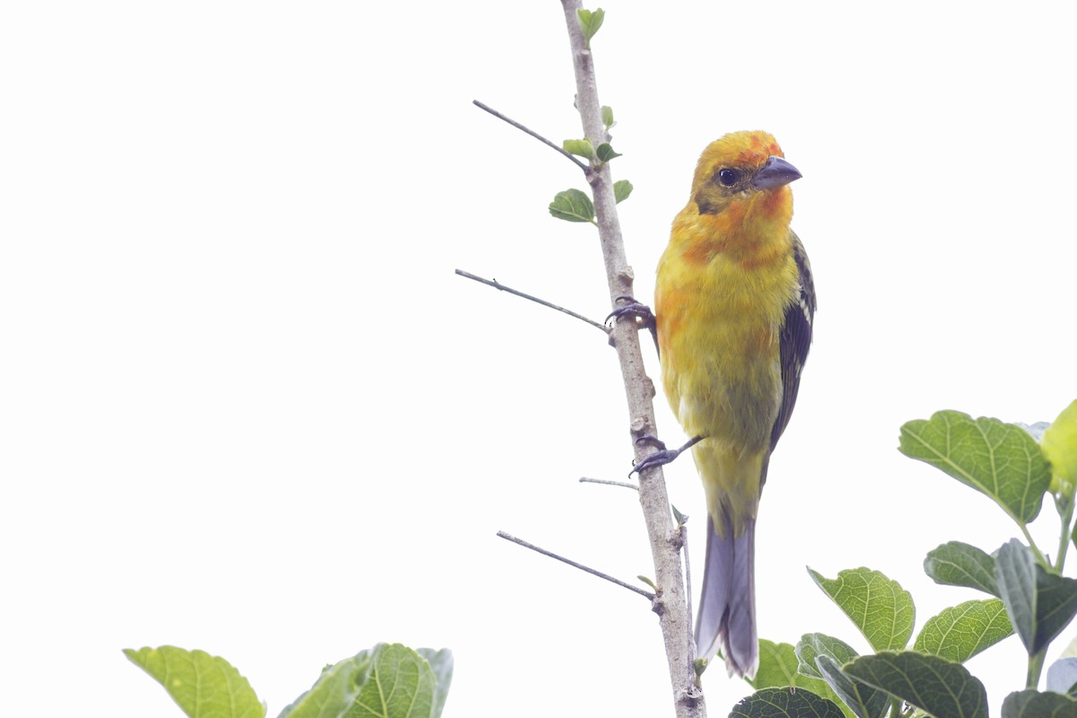 Flame-colored Tanager - ML92123471