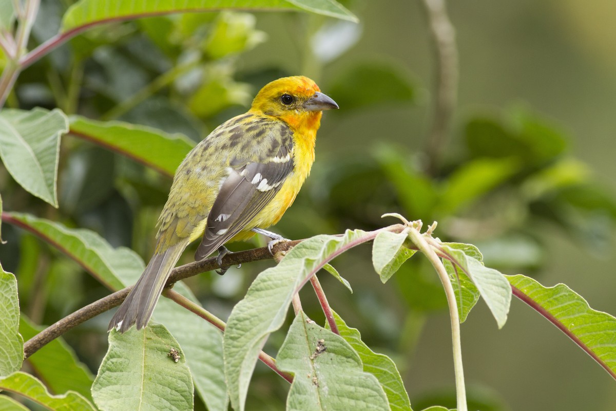 Flame-colored Tanager - ML92123511