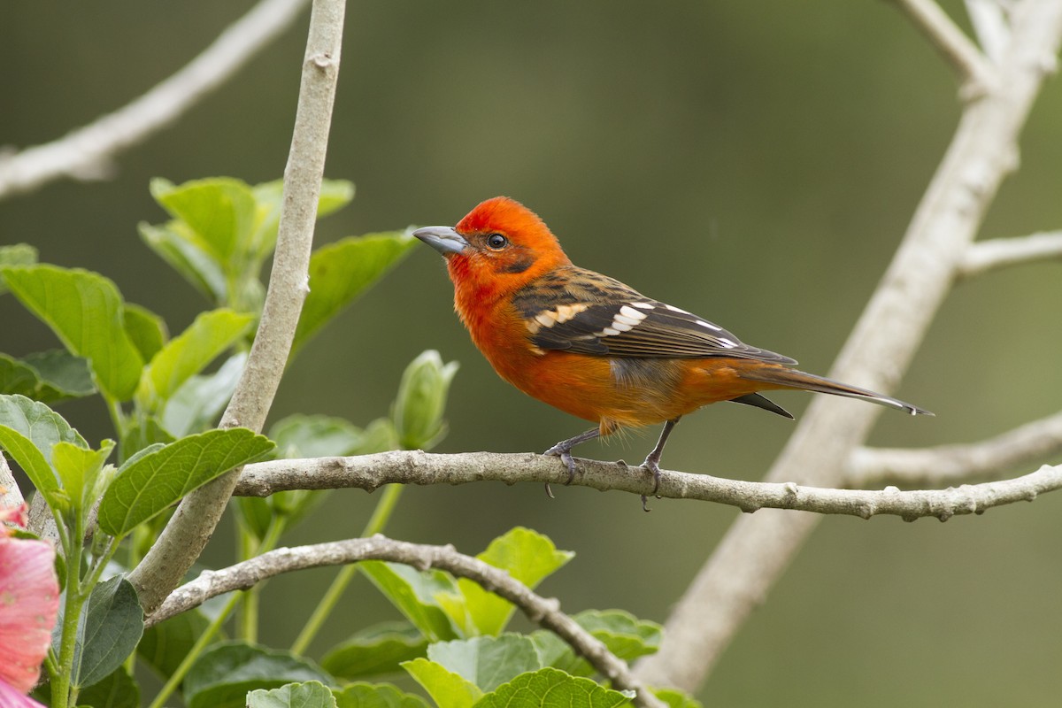 Flame-colored Tanager - ML92123531
