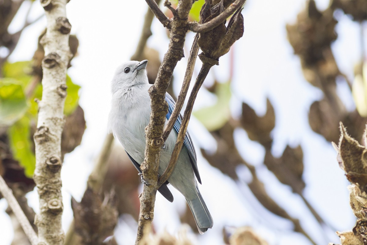 Blue-gray Tanager - ML92123561