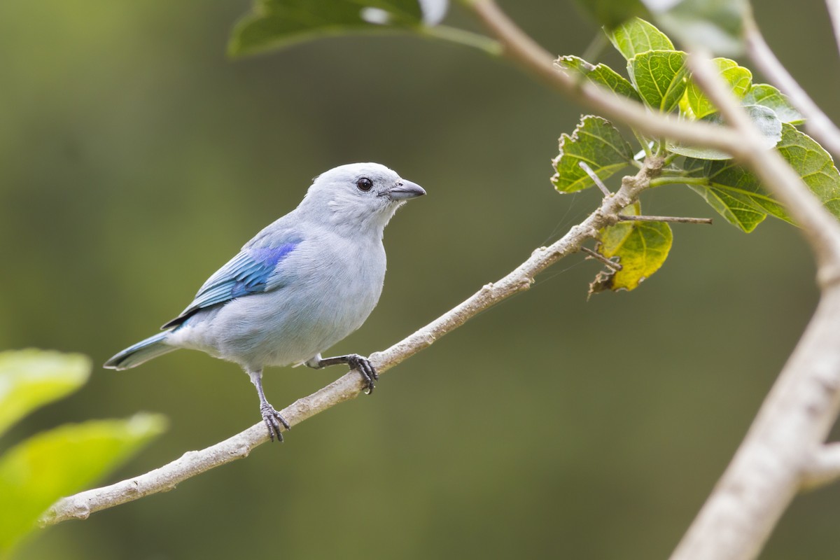 Blue-gray Tanager - ML92124091