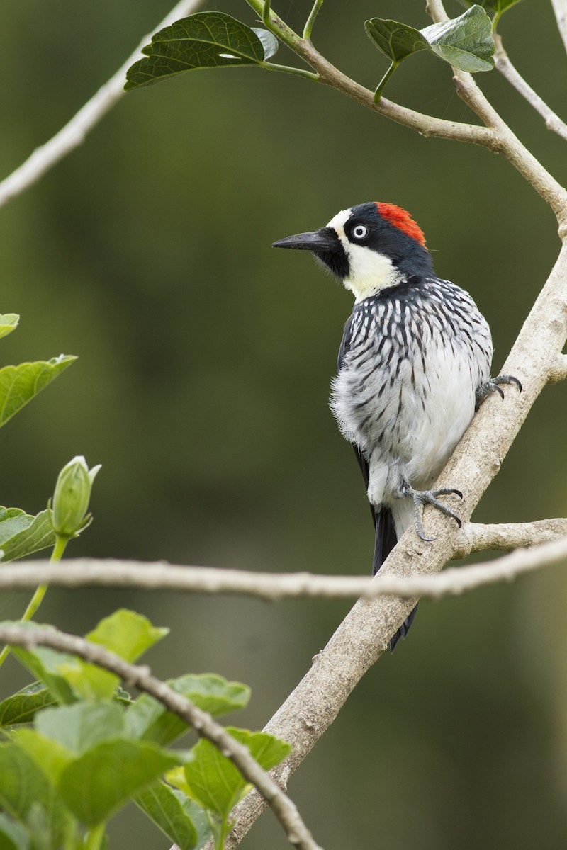 Acorn Woodpecker - ML92124201
