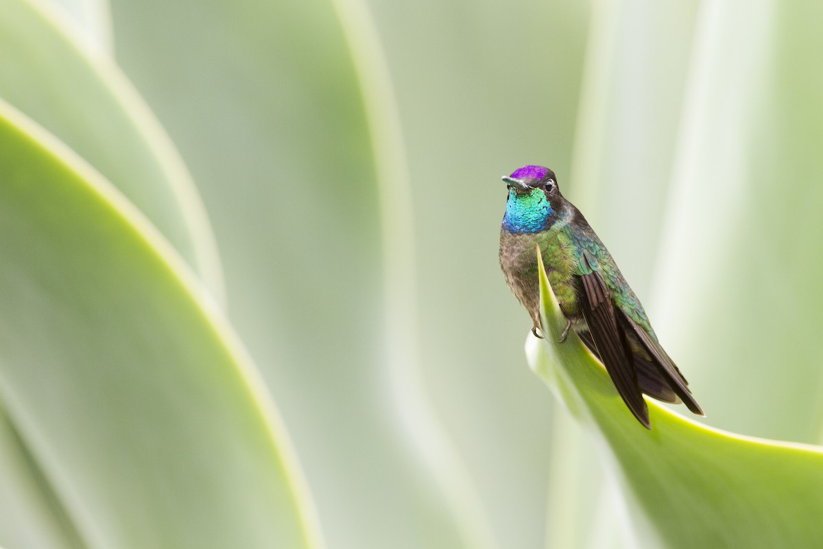 Talamanca Hummingbird - ML92124411