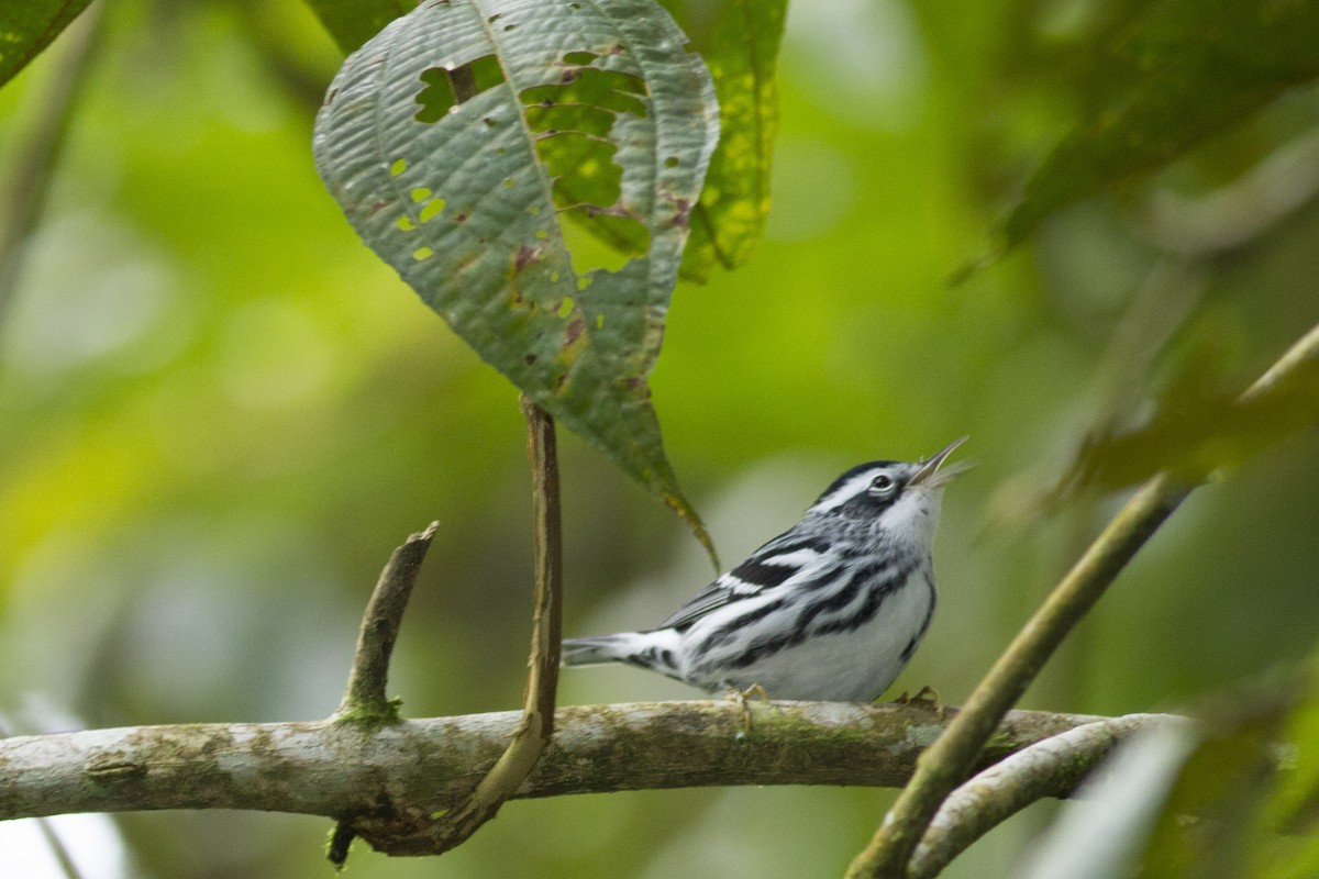 Black-and-white Warbler - ML92124521