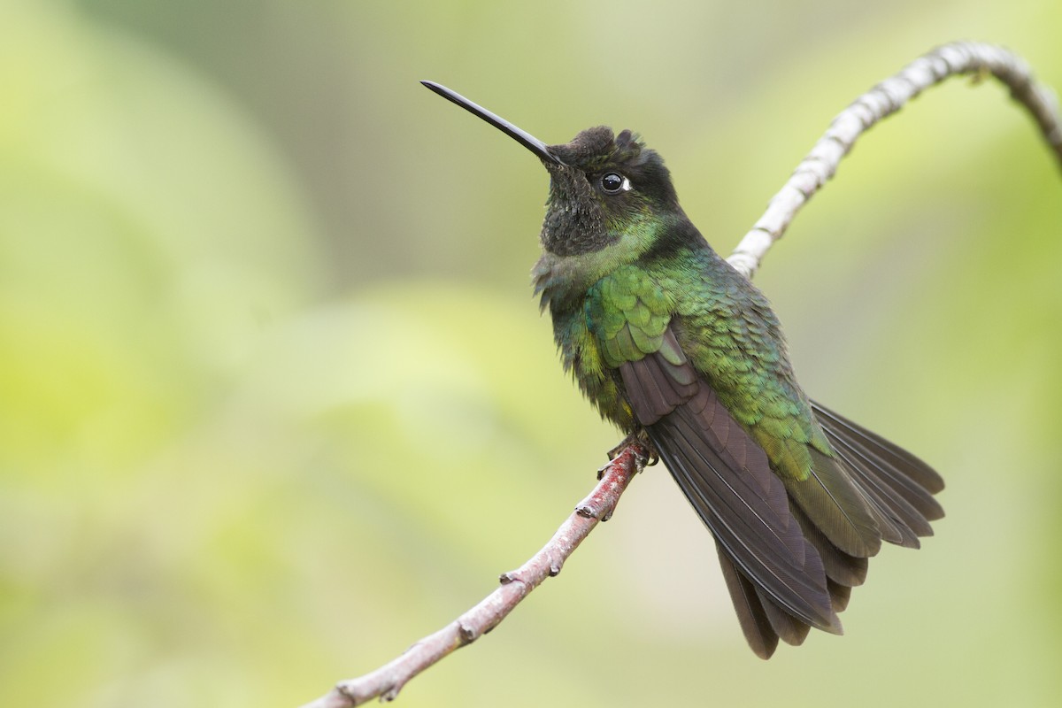 Talamanca Hummingbird - ML92126301