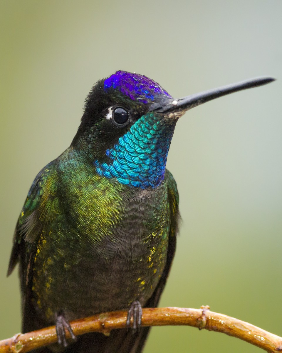 Talamanca Hummingbird - Thomas Barbin