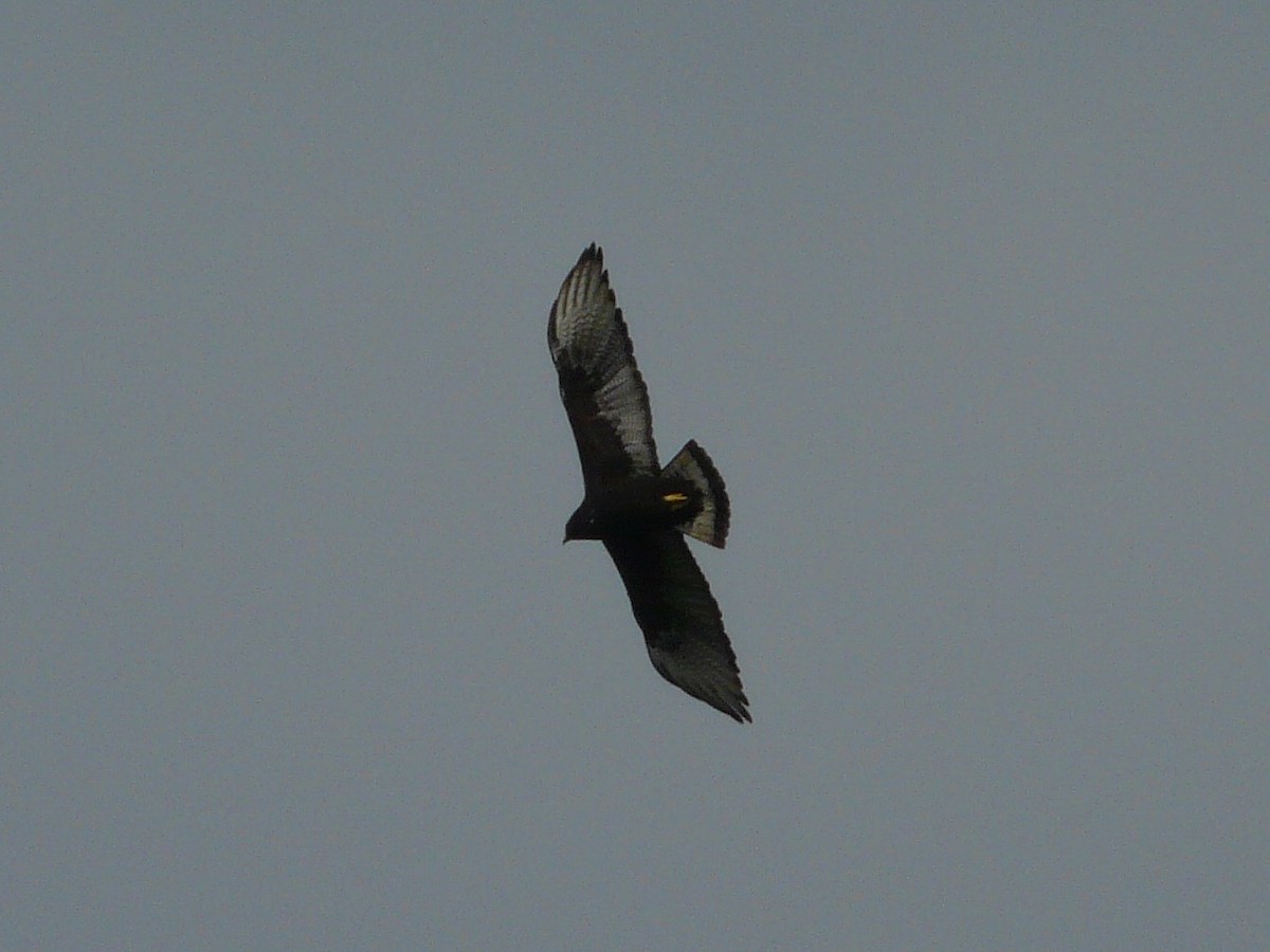 Short-tailed Hawk - Paul Suchanek