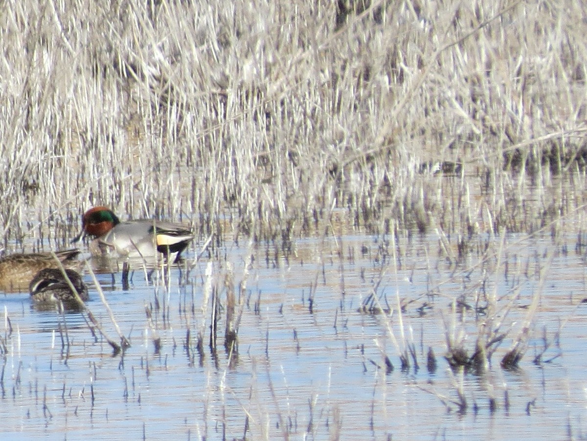 Green-winged Teal (American) - Todd Deininger