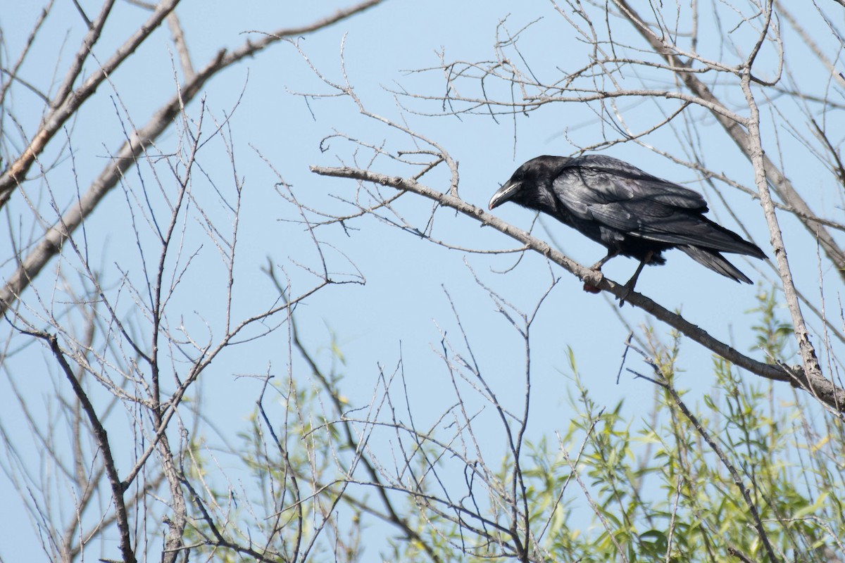 Common Raven - ML92130301