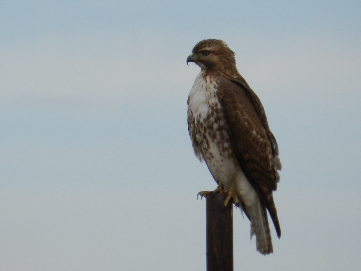Red-tailed Hawk - ML92130571