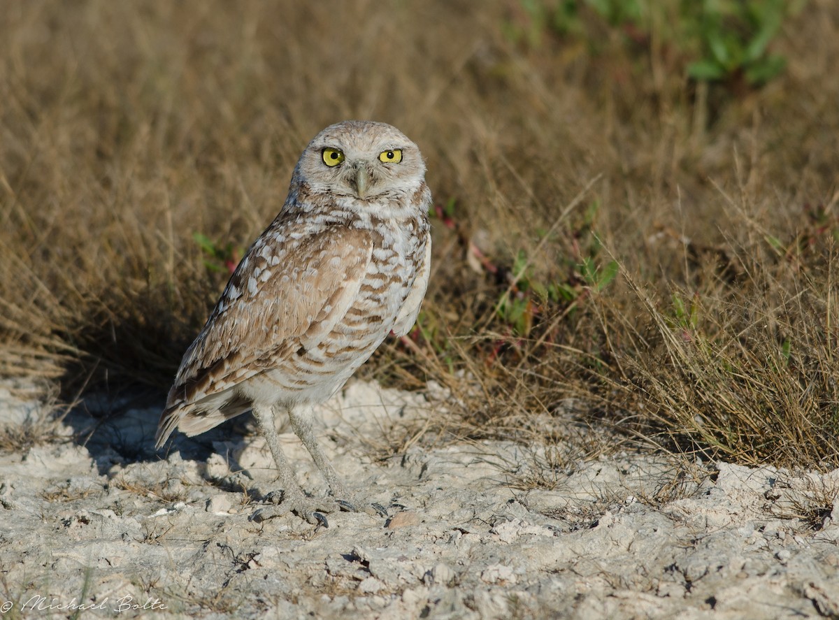 Burrowing Owl - ML92130891