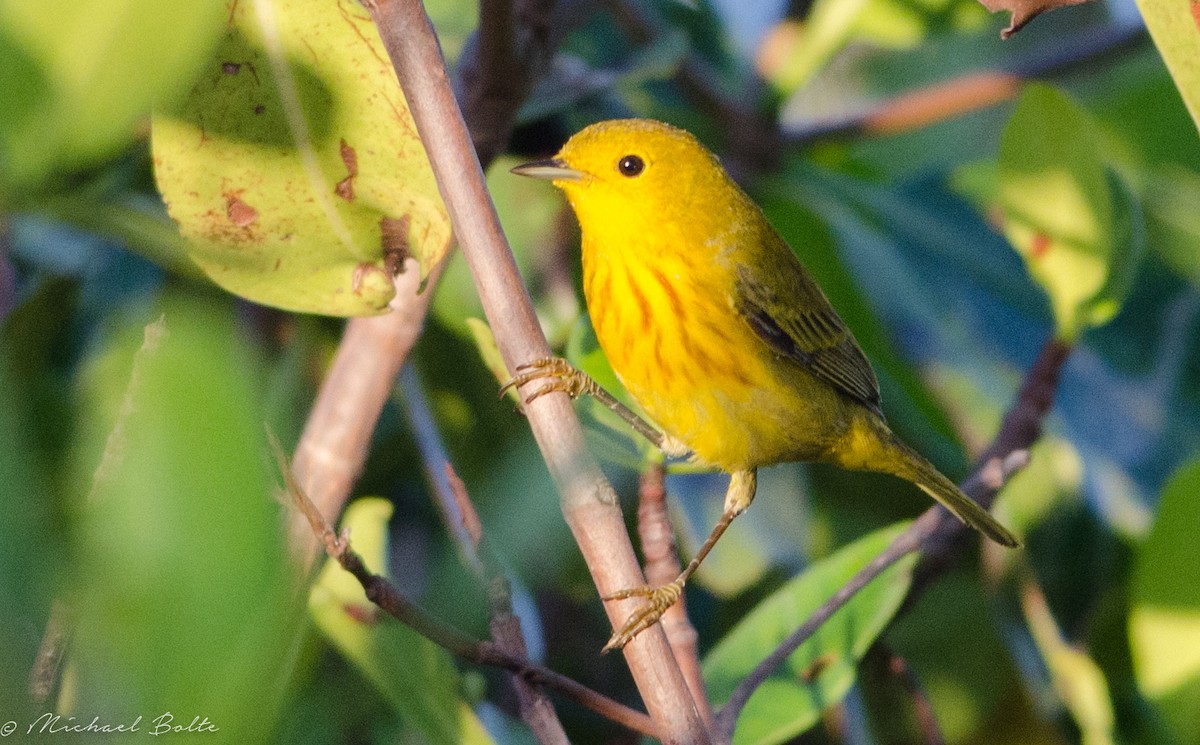 Yellow Warbler - Michael Bolte