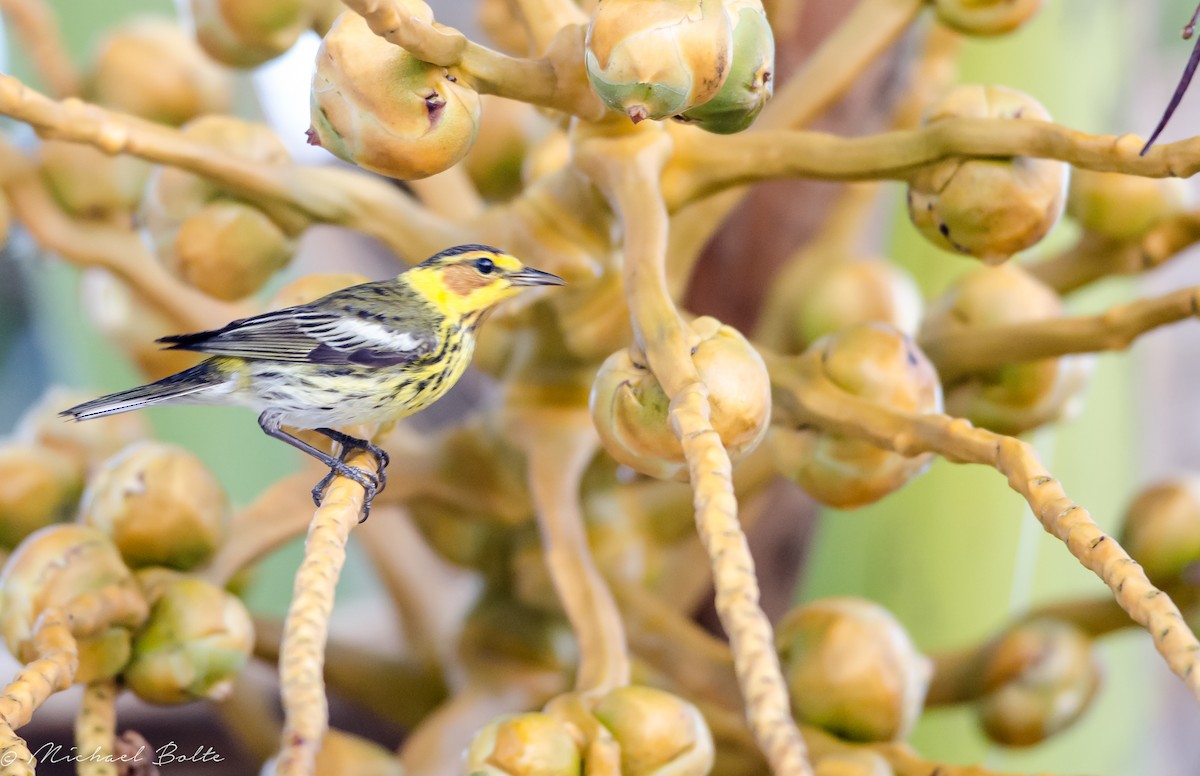 Cape May Warbler - ML92131801