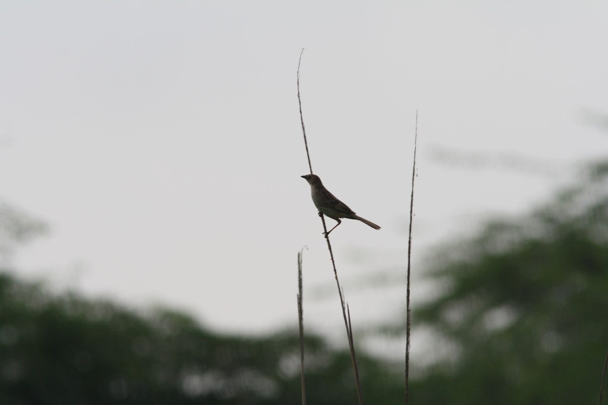 Bristled Grassbird - PANKAJ GUPTA
