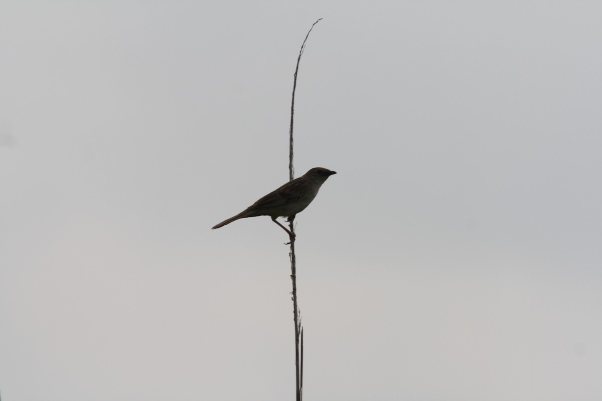 Bristled Grassbird - ML92139261