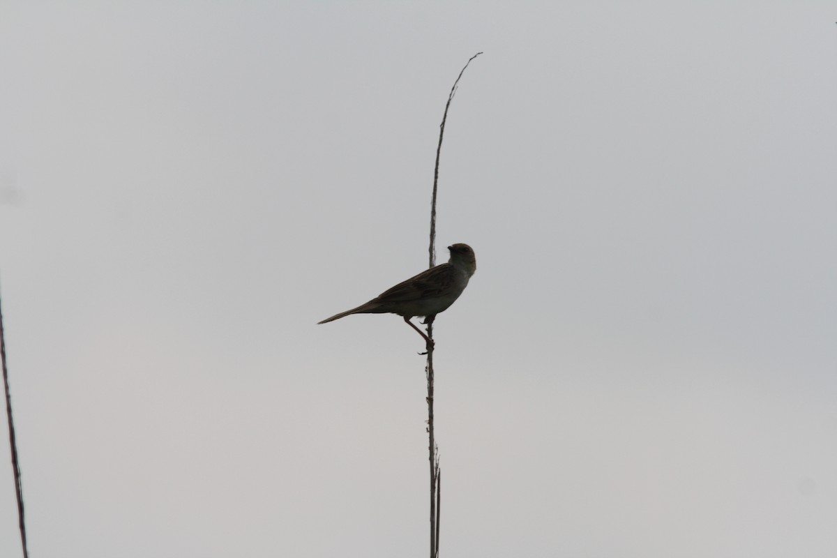 Bristled Grassbird - PANKAJ GUPTA