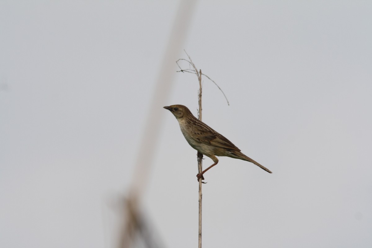 Bristled Grassbird - ML92139331