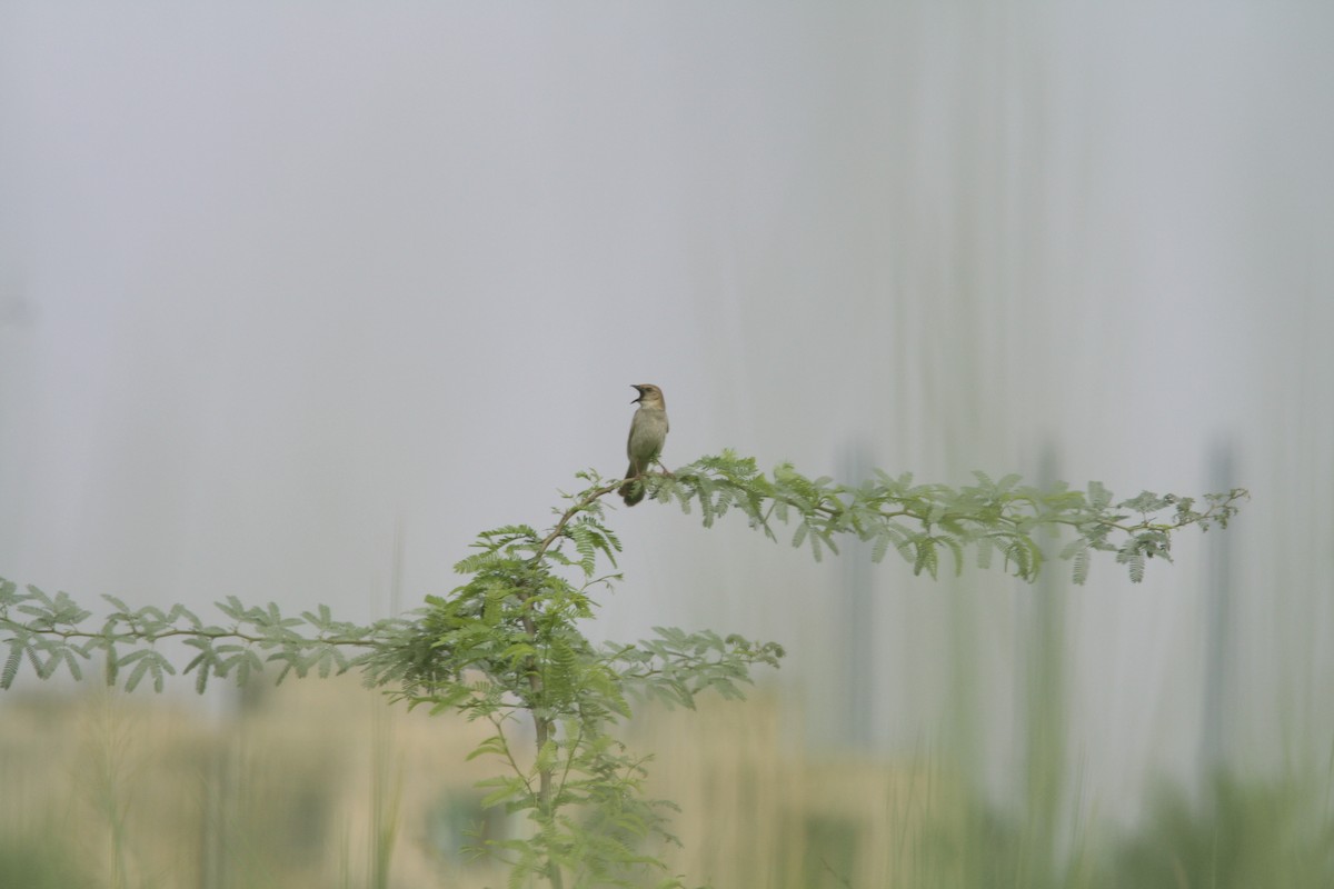 Bristled Grassbird - ML92139341