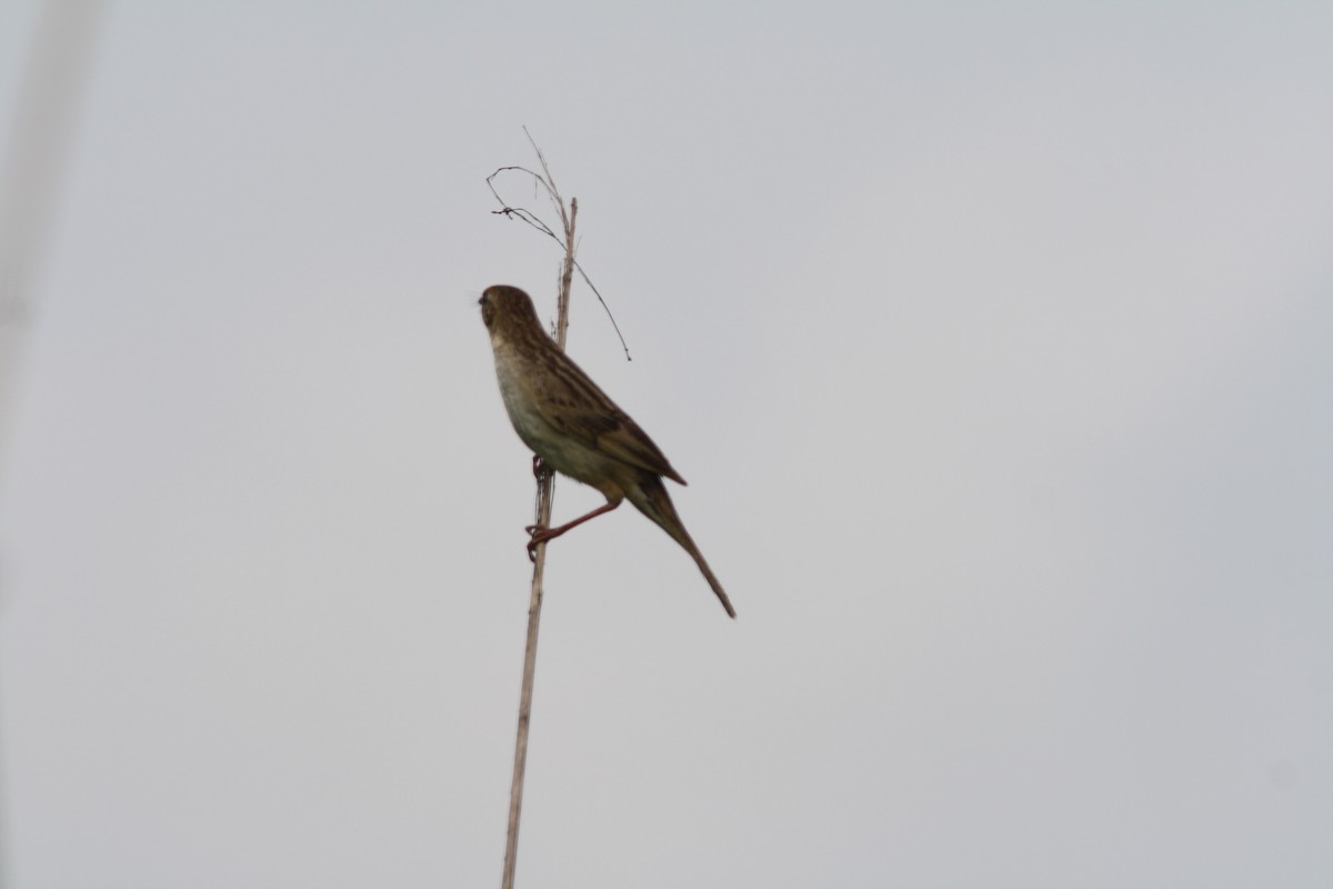 Bristled Grassbird - ML92139361