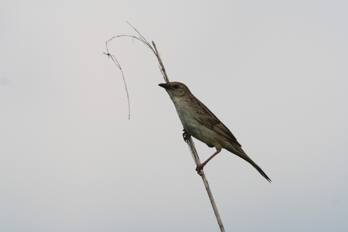 Bristled Grassbird - ML92139391