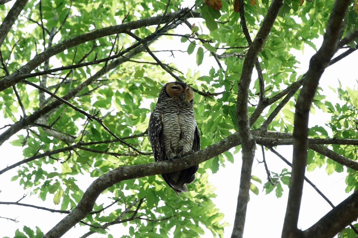 Spotted Wood-Owl - Kian Guan Tay