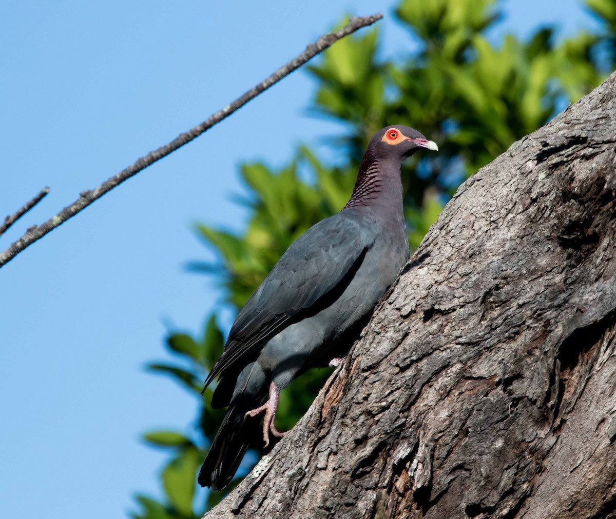 Scaly-naped Pigeon - ML92143951