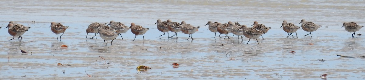 Red Knot - ML92144411
