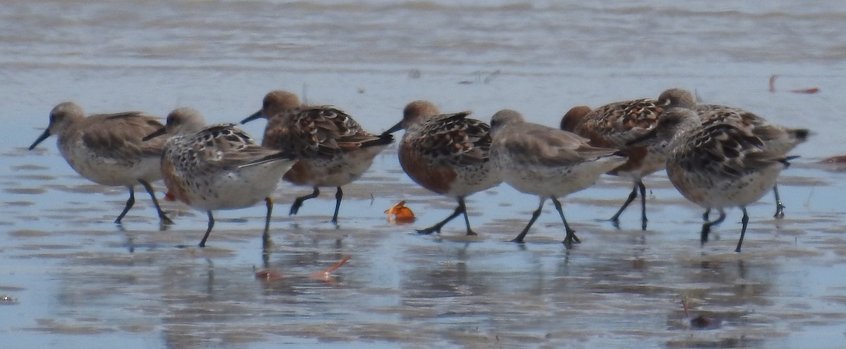 Red Knot - ML92144431