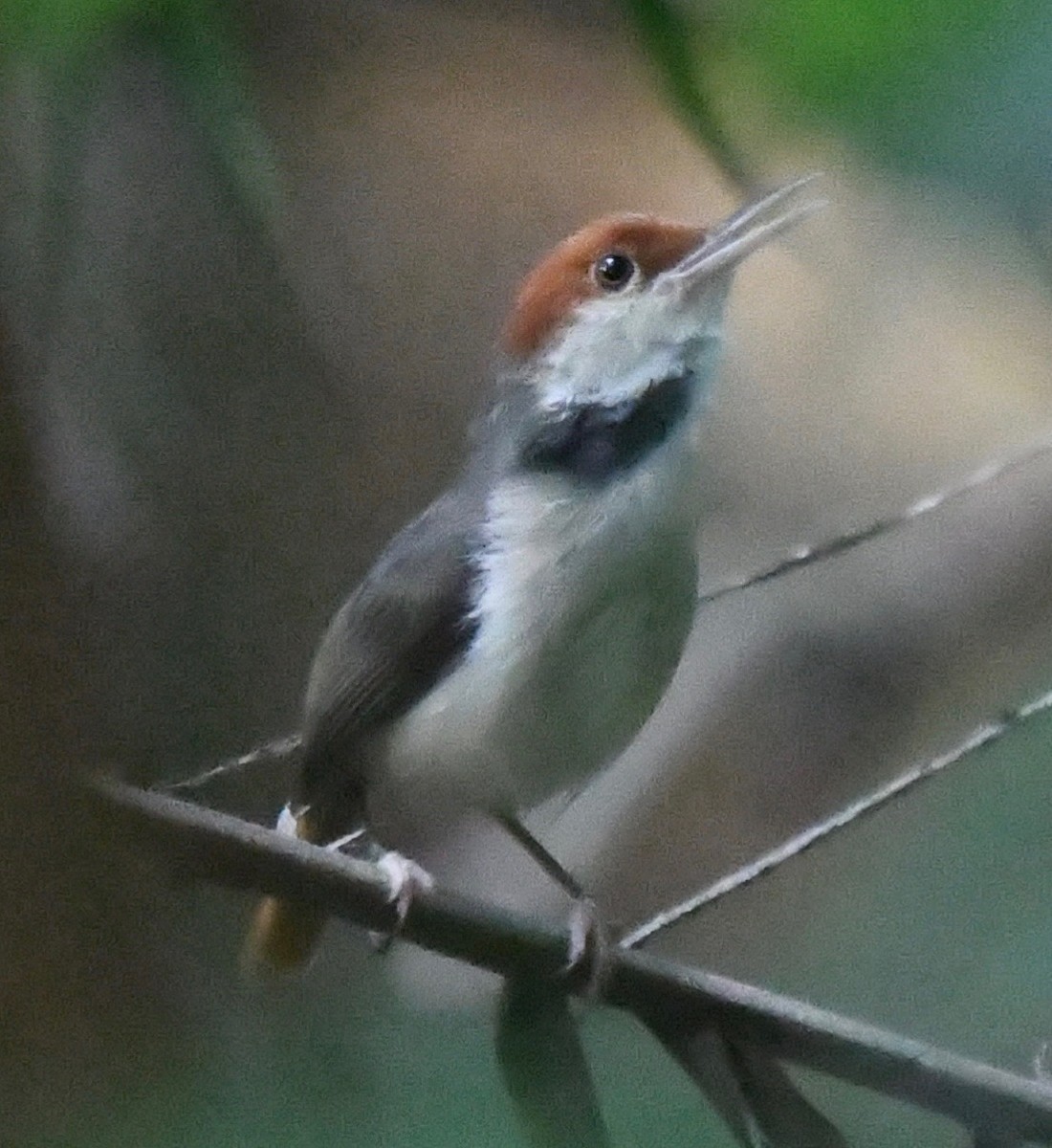 Rufous-tailed Tailorbird - marcel finlay