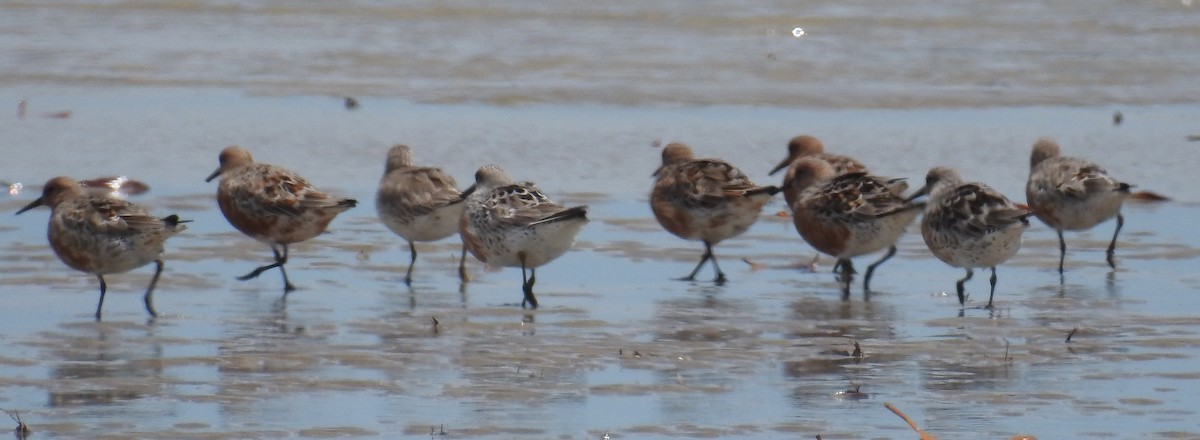 Red Knot - ML92144461