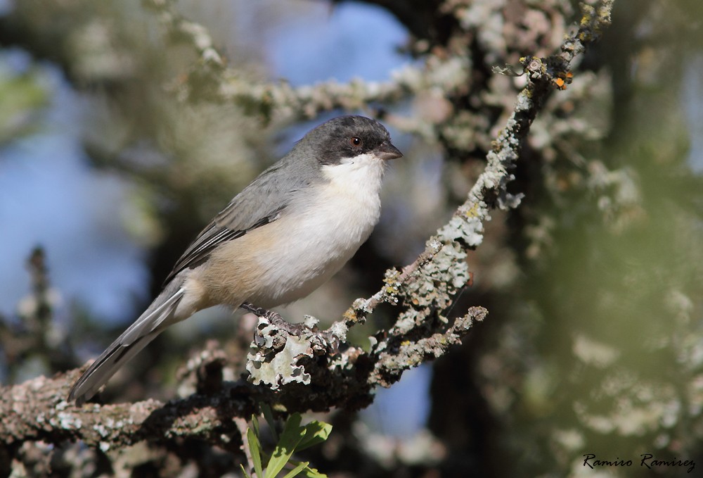 Black-capped Warbling Finch - ML92146961