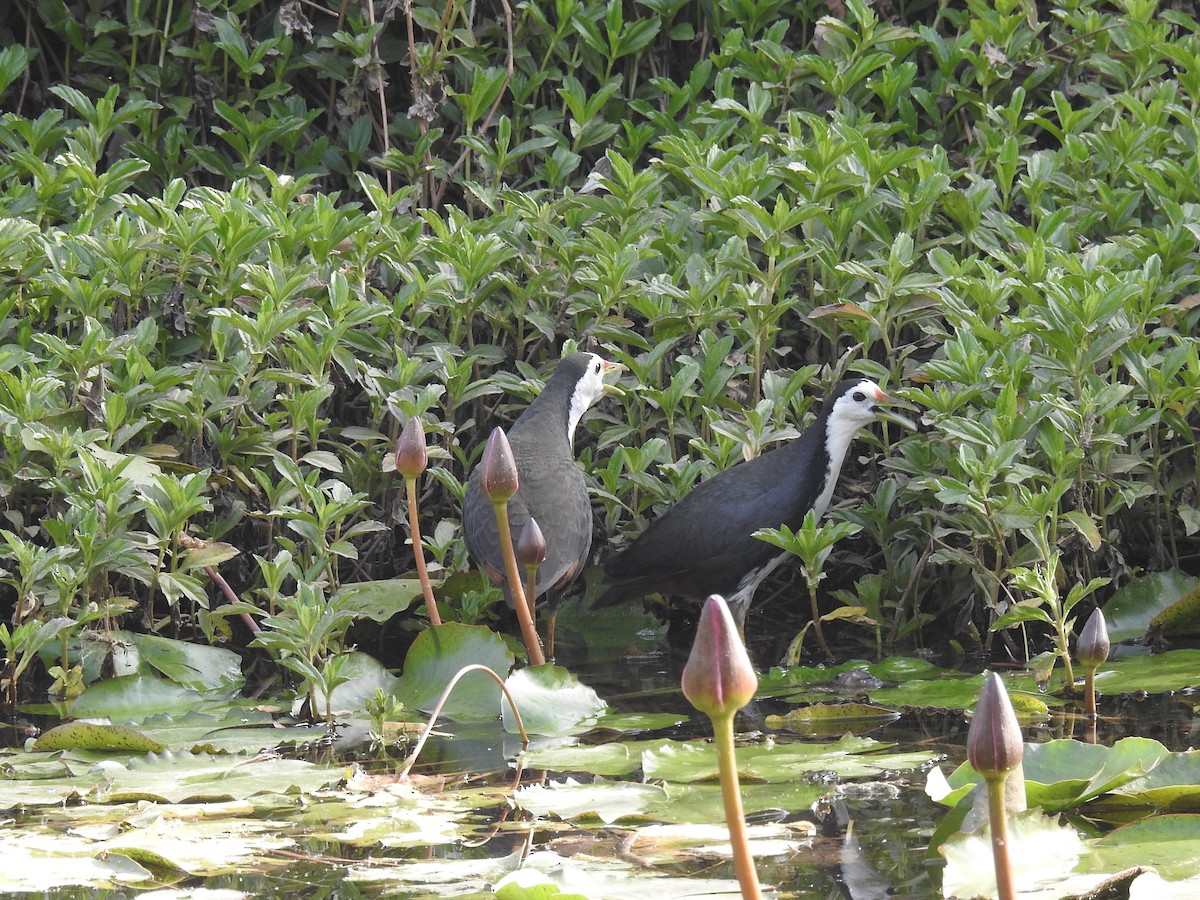 White-breasted Waterhen - Mittal Gala