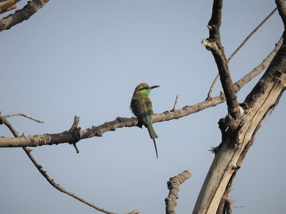 Asian Green Bee-eater - Mittal Gala