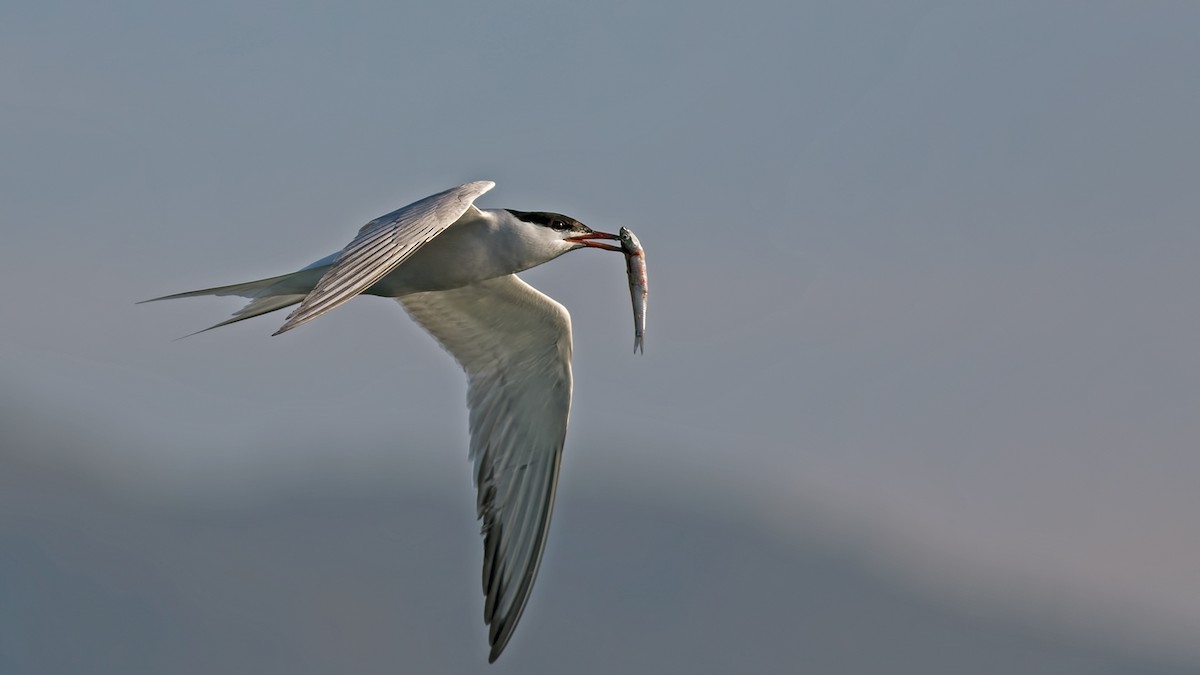Common Tern - ML92147921
