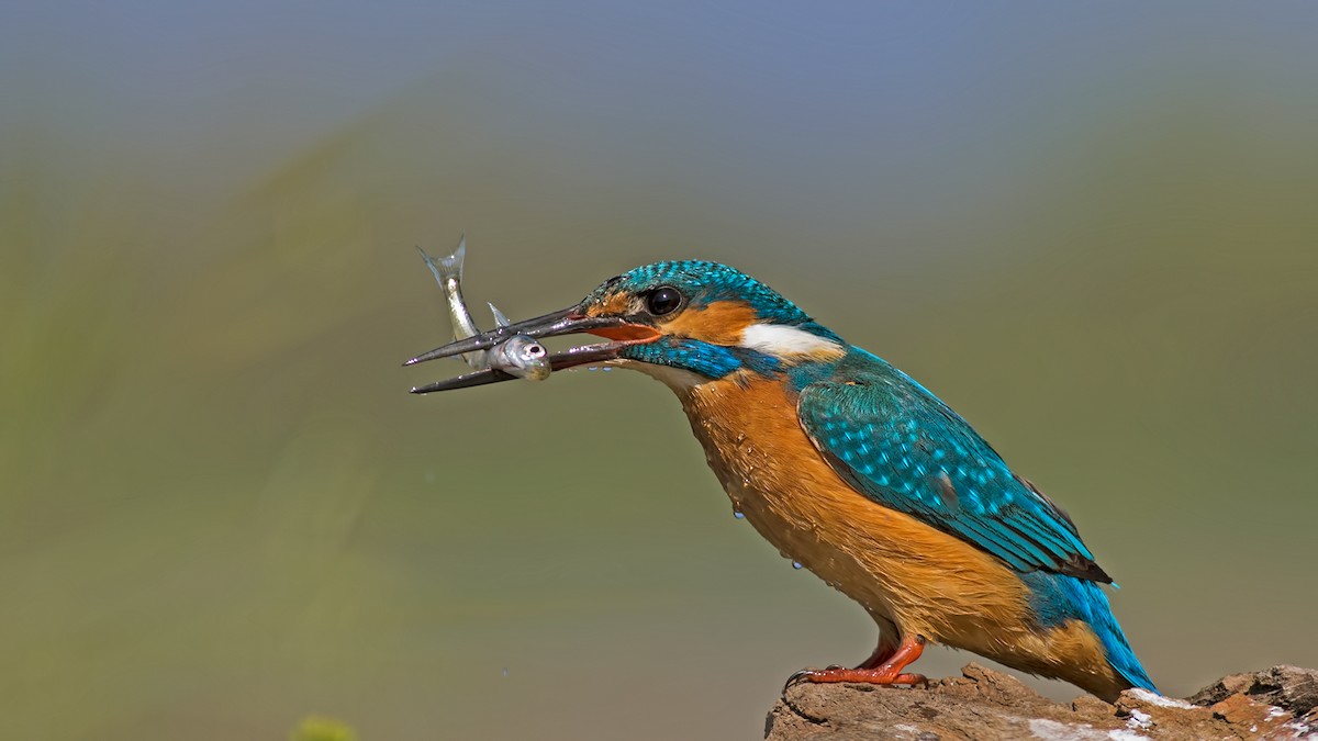 Common Kingfisher - Sezai Goksu