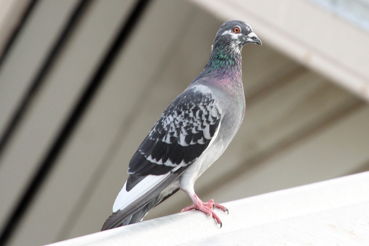 Rock Pigeon (Feral Pigeon) - ML92148741