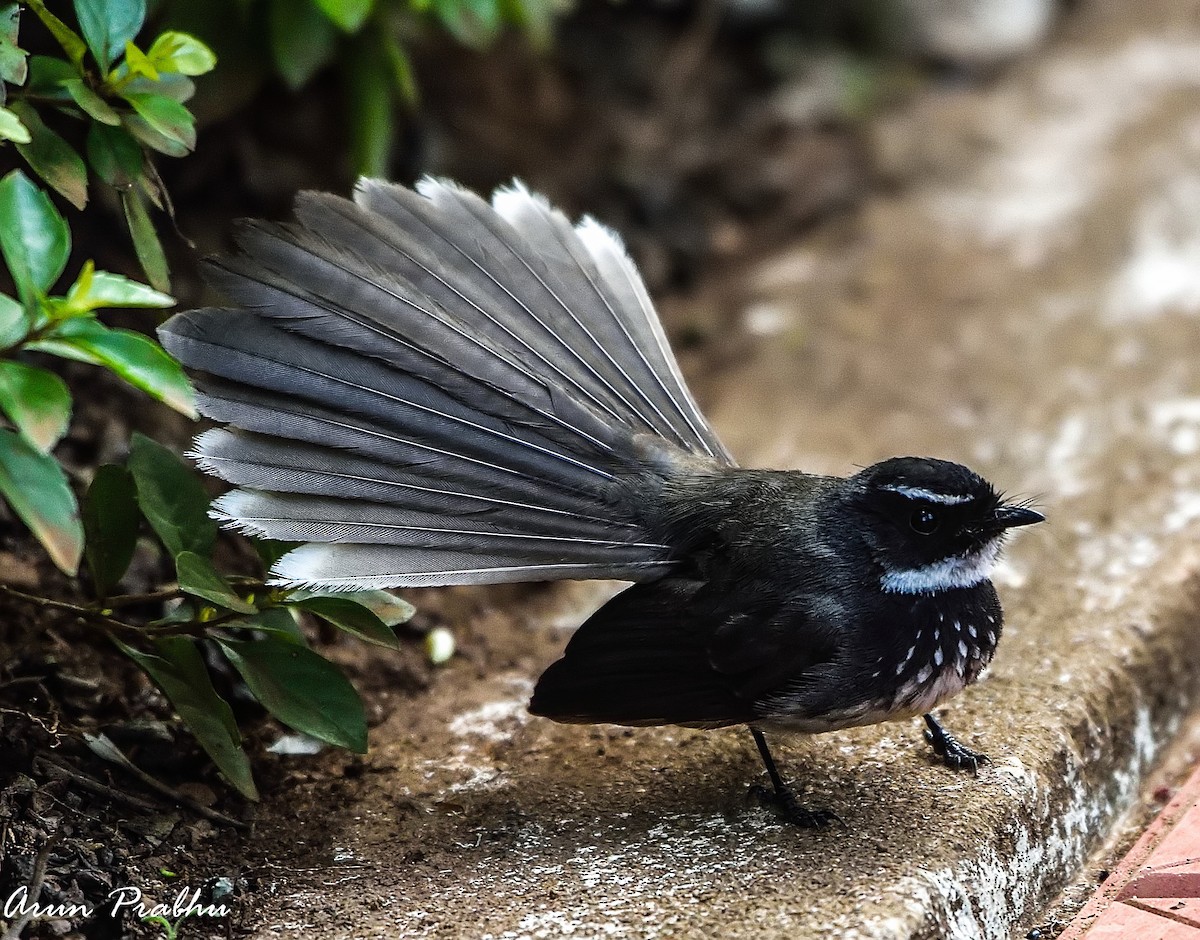 Spot-breasted Fantail - ML92148771