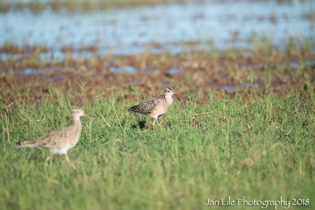 Little Curlew - ML92149871