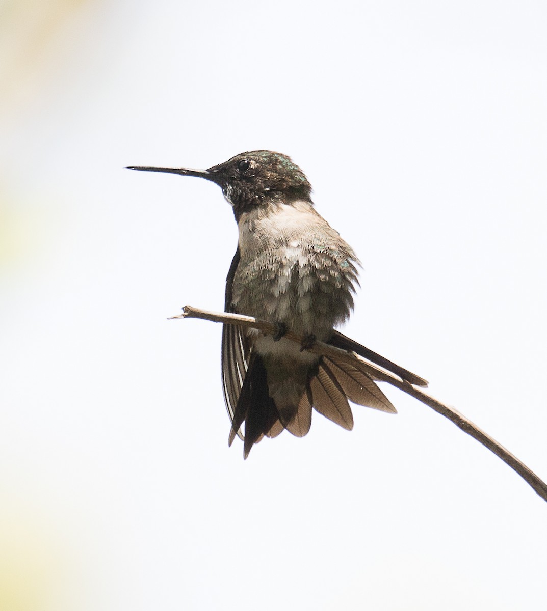 Ruby-throated Hummingbird - Lynette Spence