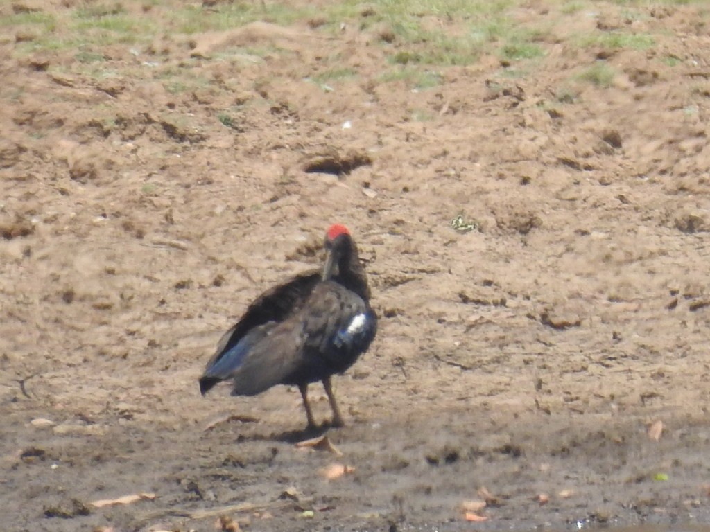 ibis bradavičnatý - ML92152151